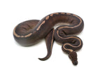 Load image into Gallery viewer, Adult Female GHI Mojave Possible Sable Ball Python
