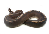 Load image into Gallery viewer, Adult Female GHI Mojave Possible Sable Ball Python