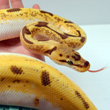 Load image into Gallery viewer, 2019 Female Orange Dream Lucifer Enchi Spider Yellowbelly Possible Bald Possible Het. Piebald Ball Python.