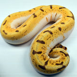 Load image into Gallery viewer, 2019 Female Orange Dream Lucifer Enchi Spider Yellowbelly Possible Bald Possible Het. Piebald Ball Python.