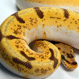 Load image into Gallery viewer, 2019 Female Orange Dream Lucifer Enchi Spider Yellowbelly Possible Bald Possible Het. Piebald Ball Python.