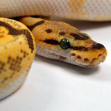 Load image into Gallery viewer, 2019 Female Orange Dream Lucifer Enchi Spider Yellowbelly Possible Bald Possible Het. Piebald Ball Python.