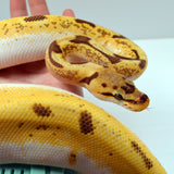 Load image into Gallery viewer, 2019 Female Orange Dream Lucifer Enchi Spider Yellowbelly Possible Bald Possible Het. Piebald Ball Python.