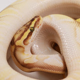 Load image into Gallery viewer, 2019 Female Pastel Lesser Enchi Malum Orange Dream Ball Python