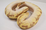 Load image into Gallery viewer, 2019 Female Pastel Lesser Enchi Malum Orange Dream Ball Python