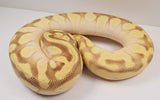 Load image into Gallery viewer, 2019 Female Pastel Lesser Enchi Malum Orange Dream Ball Python