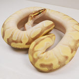 Load image into Gallery viewer, 2019 Female Pastel Lesser Enchi Malum Orange Dream Ball Python