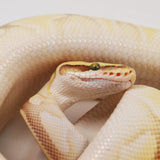 Load image into Gallery viewer, 2019 Female Pastel Lesser Enchi Malum Orange Dream Ball Python