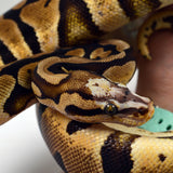 Load image into Gallery viewer, 2019 Female Pastel Micro Scale Possible Het. Clown Ball Python