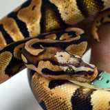 Load image into Gallery viewer, 2019 Female Pastel Micro Scale Possible Het. Clown Ball Python