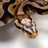 Load image into Gallery viewer, 2019 Female Pastel Micro Scale Possible Het. Clown Ball Python