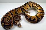 Load image into Gallery viewer, 2019 Female Pastel Micro Scale Possible Het. Clown Ball Python