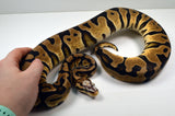 Load image into Gallery viewer, 2019 Female Pastel Micro Scale Possible Het. Clown Ball Python