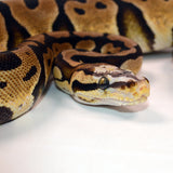 Load image into Gallery viewer, 2019 Female Pastel Micro Scale Possible Het. Clown Ball Python