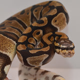 Load image into Gallery viewer, 2019 Male Micro Scale Possible Het Clown Ball Python