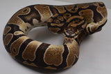 Load image into Gallery viewer, 2019 Male Micro Scale Possible Het Clown Ball Python