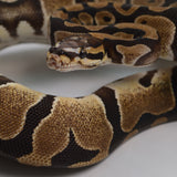 Load image into Gallery viewer, 2019 Male Micro Scale Possible Het Clown Ball Python