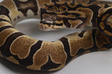 Load image into Gallery viewer, 2019 Male Micro Scale Possible Het Clown Ball Python