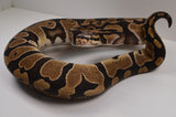 Load image into Gallery viewer, 2019 Male Micro Scale Possible Het Clown Ball Python