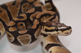 Load image into Gallery viewer, 2019 Male Micro Scale Possible Het Clown Ball Python