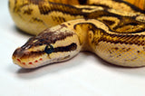 Load image into Gallery viewer, 2019 Female Super Inferno Lucifer Fader &quot;Plus&quot; Ball Python