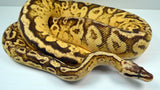 Load image into Gallery viewer, 2019 Female Super Inferno Lucifer Fader &quot;Plus&quot; Ball Python