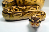 Load image into Gallery viewer, 2019 Female Super Inferno Lucifer Fader &quot;Plus&quot; Ball Python