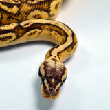 Load image into Gallery viewer, 2019 Female Super Inferno Lucifer Fader &quot;Plus&quot; Ball Python