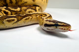 Load image into Gallery viewer, 2019 Female Super Inferno Lucifer Fader &quot;Plus&quot; Ball Python