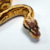 Load image into Gallery viewer, 2019 Female Super Inferno Lucifer Fader &quot;Plus&quot; Ball Python