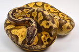 Load image into Gallery viewer, SALE! 2019 Male Super Pastel Orange Dream Yellowbelly Super Fader Possible Het Pied Ball Python.