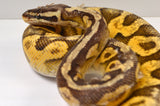 Load image into Gallery viewer, SALE! 2019 Male Super Pastel Orange Dream Yellowbelly Super Fader Possible Het Pied Ball Python.