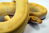 Load image into Gallery viewer, 2019 Female Pastel Lesser Enchi Yellowbelly Malum ++ Ball Python.