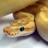 Load image into Gallery viewer, 2019 Female Pastel Lesser Enchi Yellowbelly Malum ++ Ball Python.