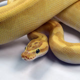 Load image into Gallery viewer, 2019 Female Pastel Lesser Enchi Yellowbelly Malum ++ Ball Python.