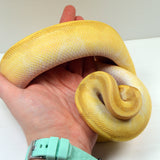 Load image into Gallery viewer, 2019 Female Pastel Lesser Enchi Yellowbelly Malum ++ Ball Python.