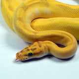 Load image into Gallery viewer, 2021 Female Super Enchi Malum Pastel Lesser Yellowbelly ++ Ball Python - SALE! STUNNING!