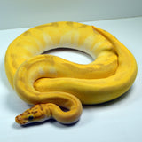 Load image into Gallery viewer, 2021 Female Super Enchi Malum Pastel Lesser Yellowbelly ++ Ball Python - SALE! STUNNING!