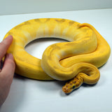 Load image into Gallery viewer, 2021 Female Super Enchi Malum Pastel Lesser Yellowbelly ++ Ball Python - SALE! STUNNING!