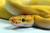 Load image into Gallery viewer, 2021 Female Super Enchi Malum Pastel Lesser Yellowbelly ++ Ball Python - SALE! STUNNING!