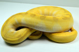 Load image into Gallery viewer, 2021 Female Super Enchi Malum Pastel Lesser Yellowbelly ++ Ball Python - SALE! STUNNING!