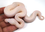 Load image into Gallery viewer, 24&#39; Female Wild Card Everything Ball Python - Checkout Adult Breeding