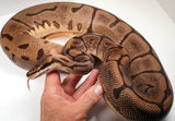 Load image into Gallery viewer, Female Breeder Leopard Spider Het Piebald Ball Python - SALE! BIG 10-12 Eggs