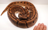 Load image into Gallery viewer, Female Breeder Leopard Spider Het Piebald Ball Python - SALE! BIG 10-12 Eggs