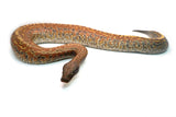 Load image into Gallery viewer, Male Batik het. T- Blood Python