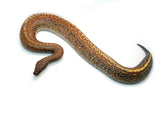 Load image into Gallery viewer, Male Batik het. T- Blood Python