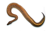 Load image into Gallery viewer, Male Batik het. T- Blood Python