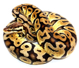 Load image into Gallery viewer, 2021 Female Pastel Het Desert Ghost with possible Het Clown Ball Python