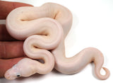 Load image into Gallery viewer, 24&#39; Female Wild Card Everything Ball Python - Checkout Adult Breeding