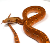 Load image into Gallery viewer, 2024 Female Marble Orange Ghost Stripe Het Purple Albino Reticulated Python